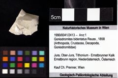 Foto (Objket + Etiketten) von Goniodromites bidentatus (Reuss, 1858) 